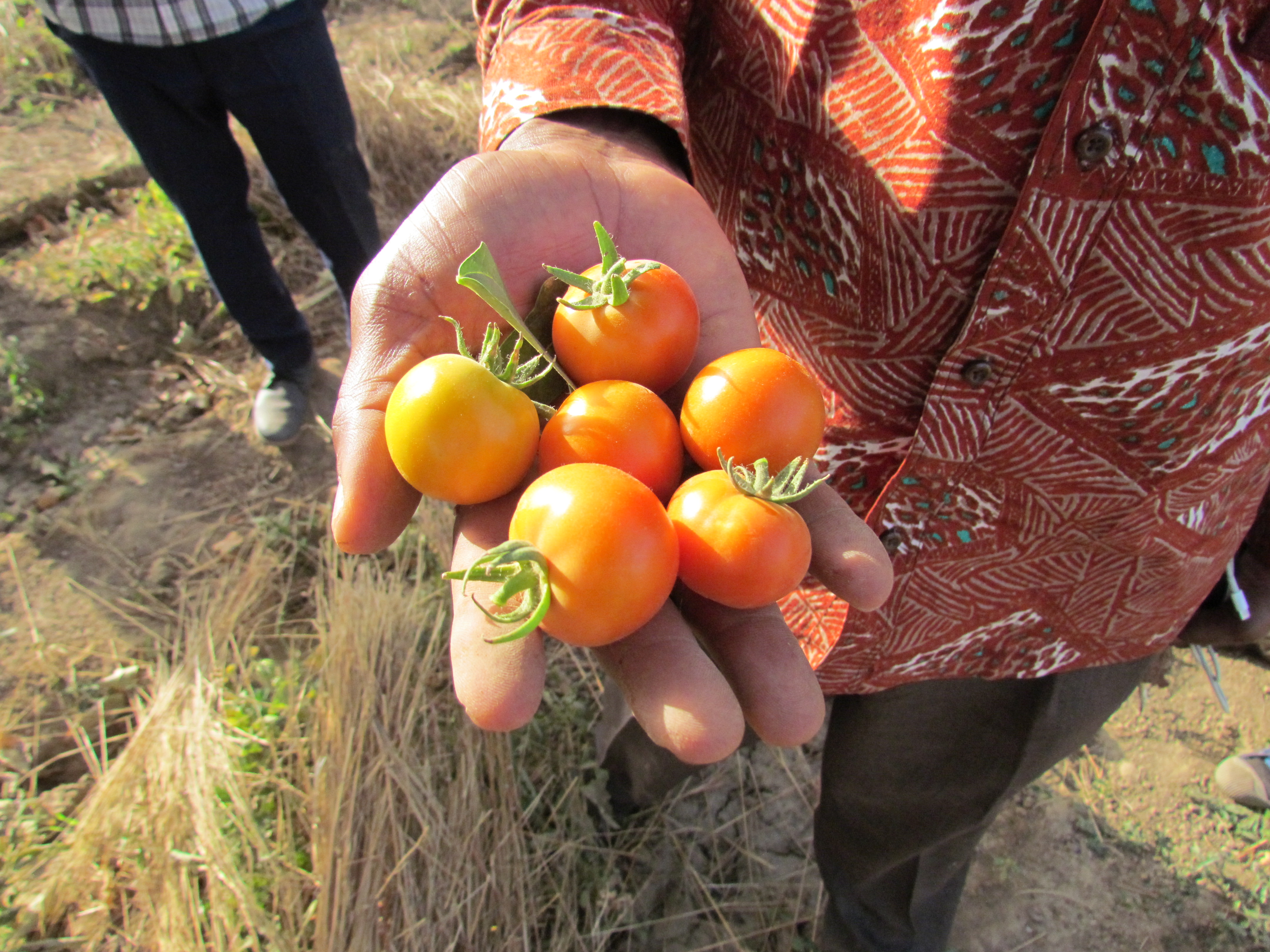 15. In de Sahel groeien zelfs tomaten