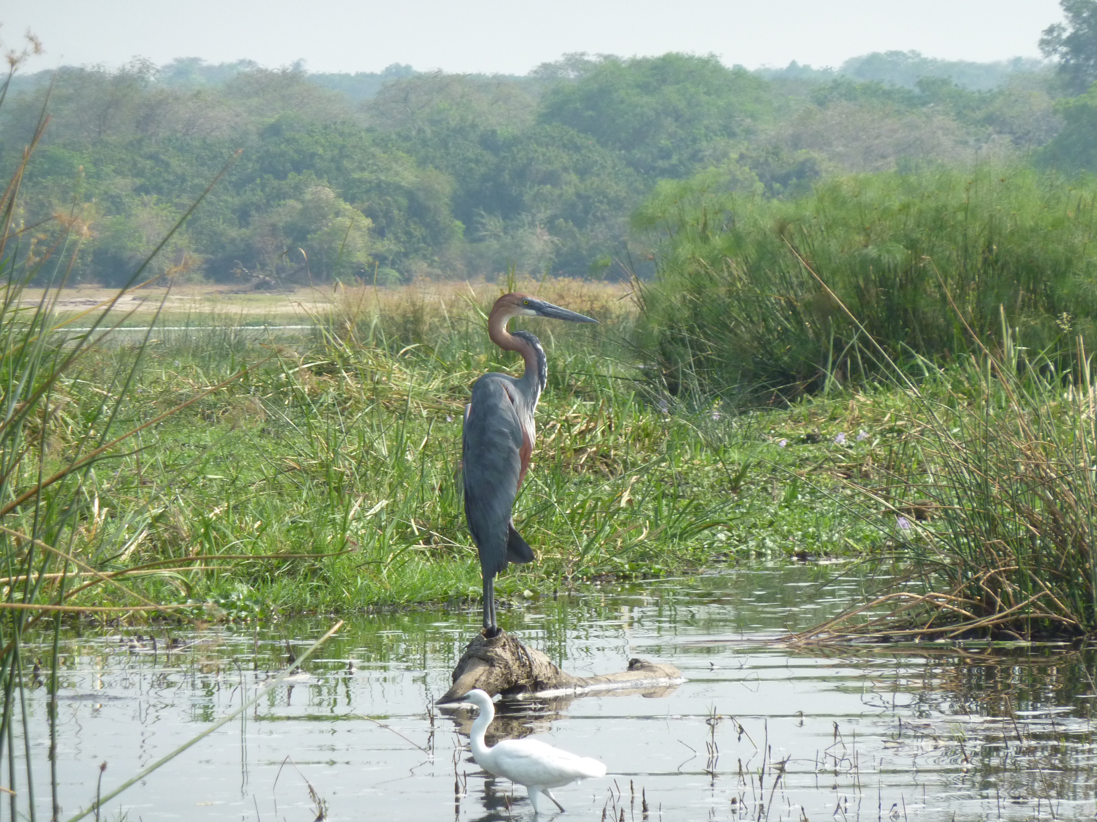 watervogels wetlands biodiversiteit conservation
