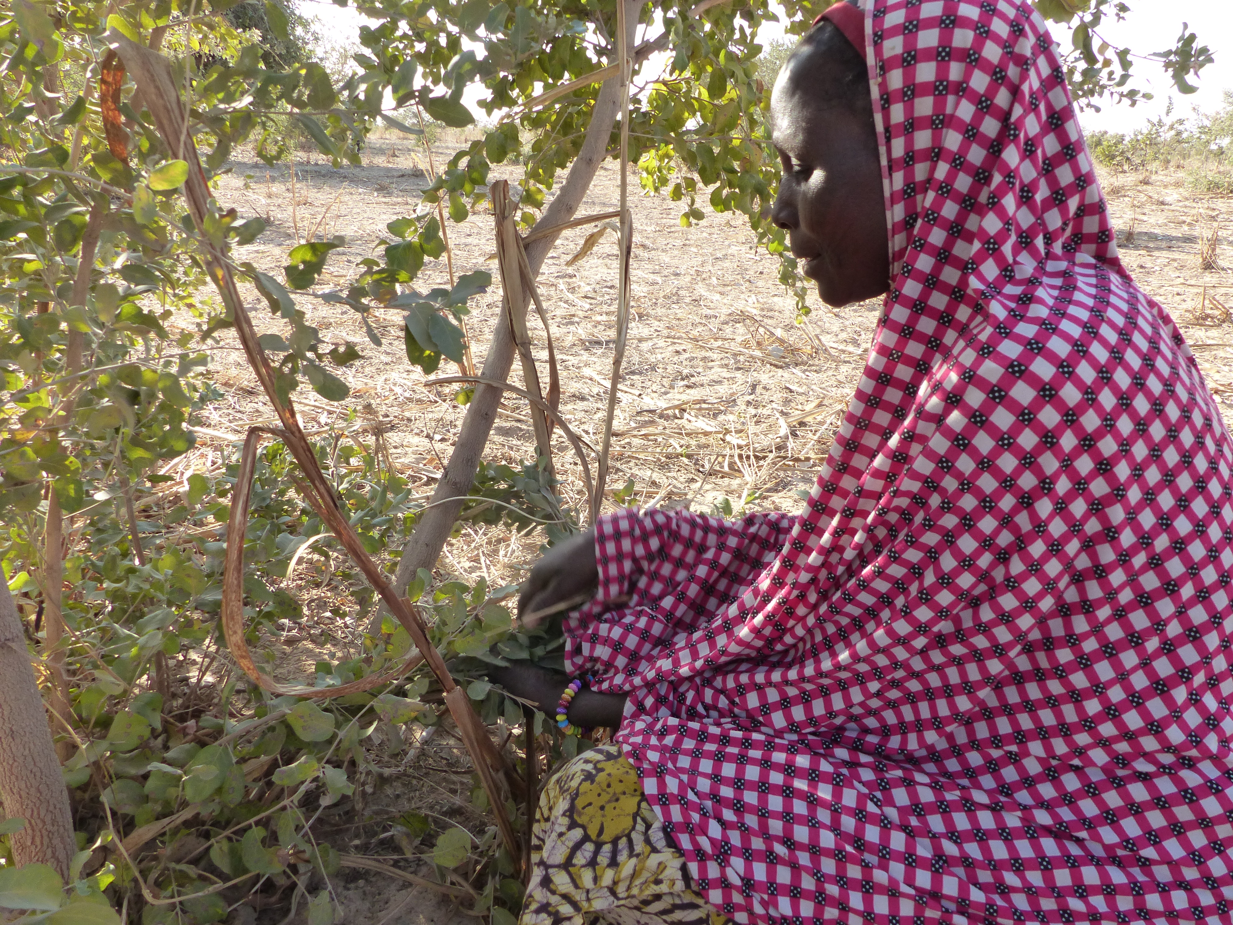 Woman in Dan Kassari community in Niger pruning in FMNR-manner