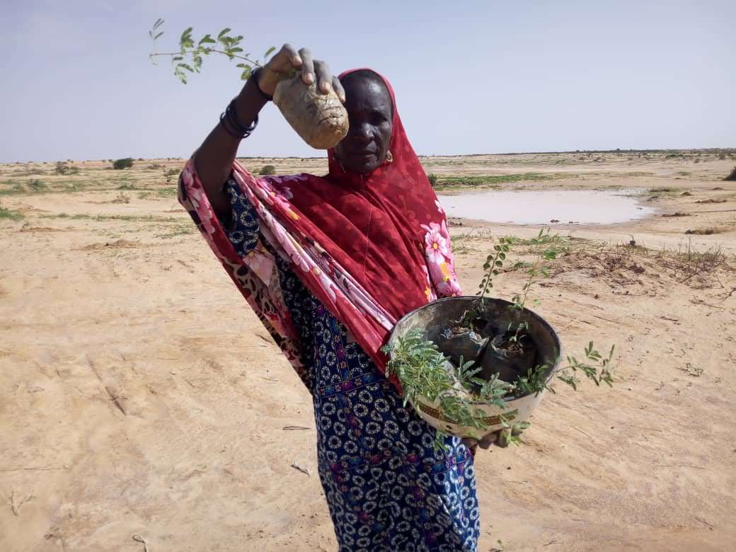 A woman from the department of Illela, Niger, shows the young trees that she gathered from the communal tree nursery, in order to diversify her family’s field