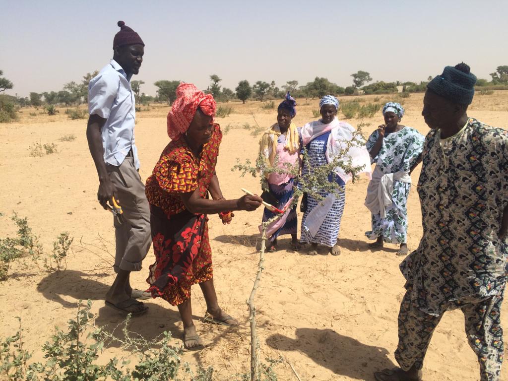 Association JimJam supports community members to colour the young sprouts and trees they want to keep for FMNR in Ndiaganio, Senegal