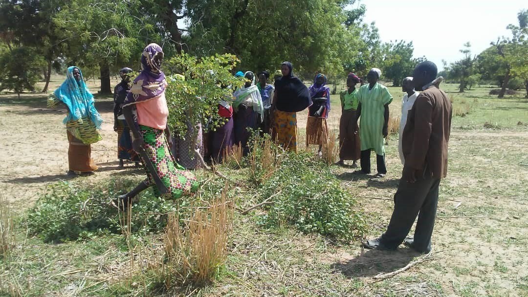 Association JimJam trains community members in pruning the young trees in the process of regreening their fields through FMNR in Ndiaganio, Senegal
