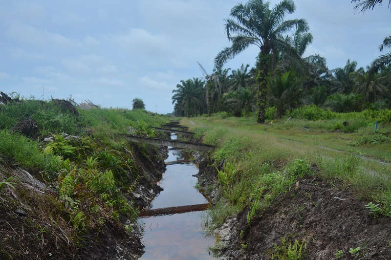 Drainage canal in an oil palm plantation near Semanga