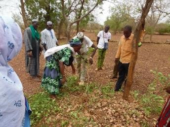 Partners in Ziniaire, Burkina Faso, learn how to prune the young trees in the process of regreening their fields through FMNR