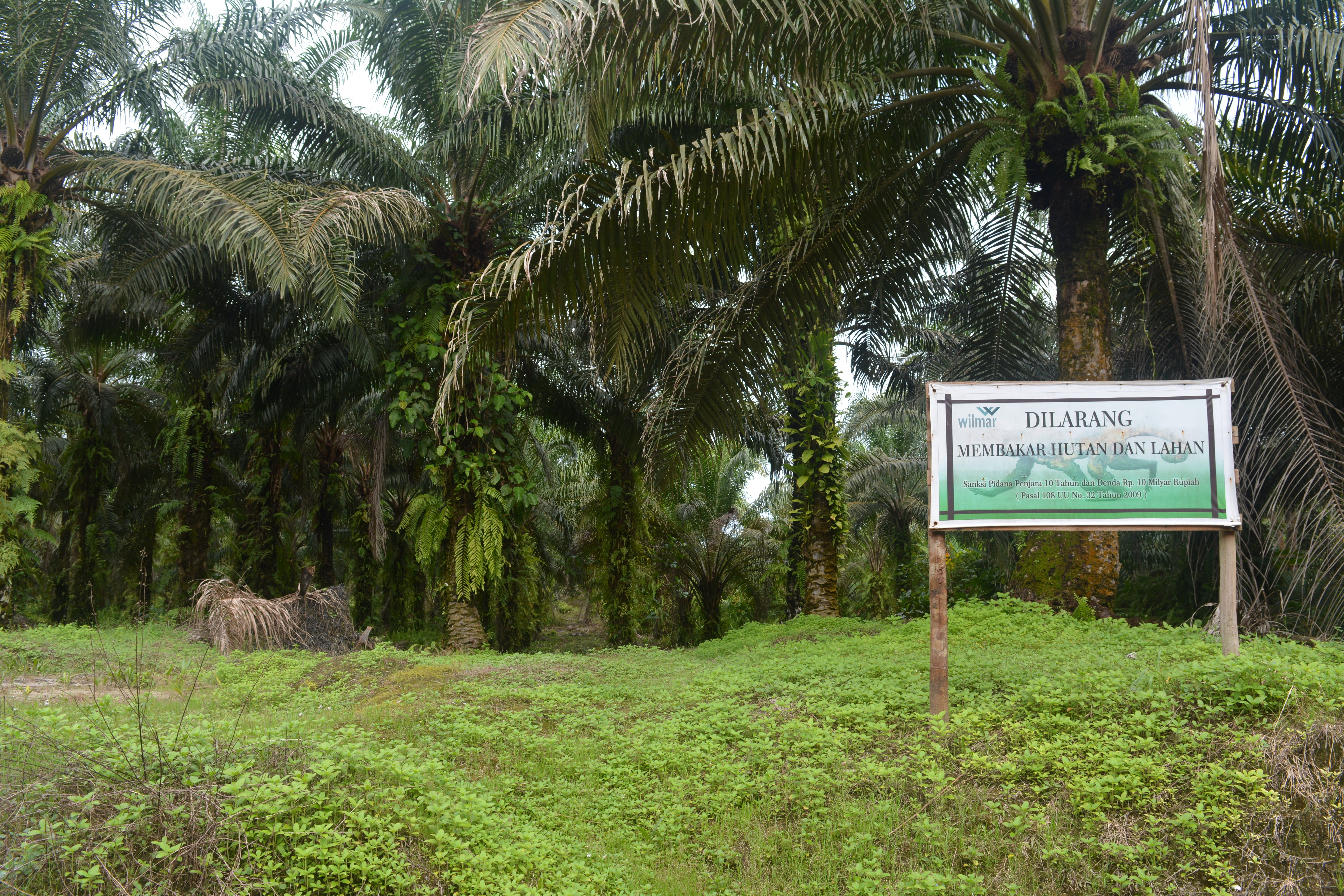 the palm oil plantation near Semanga